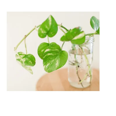 planta toxica perro foto