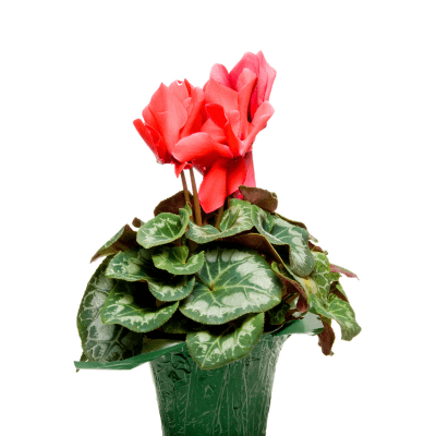 planta toxica para perro imagen