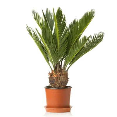 plantas toxicas para perros foto