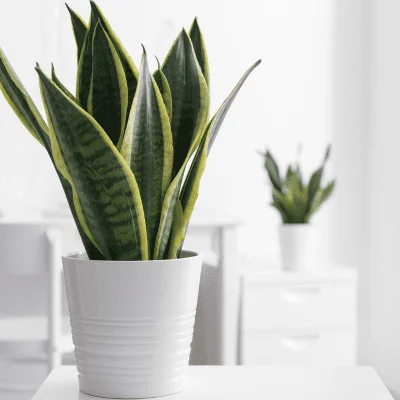 planta toxica para perro imagen
