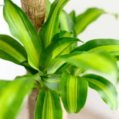 planta toxica perros
