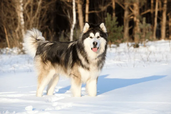 imagen alaskan malamute raza