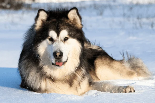 perro alaskan malamute imagen