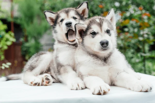 alaskan malamute cachorros iamgen