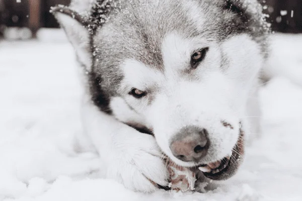 alaskan malamute perro imagen