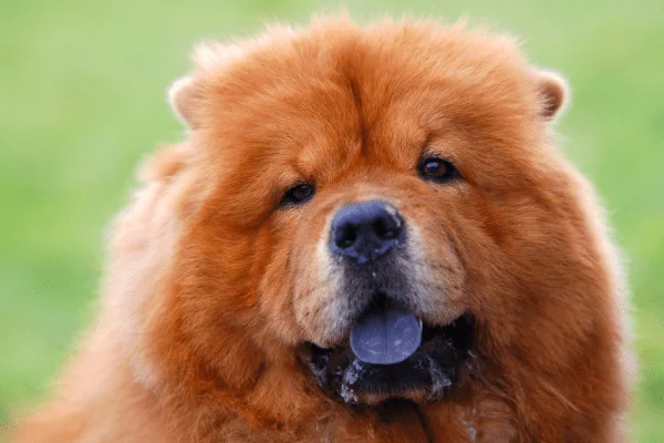 chow chow lengua azul imagen