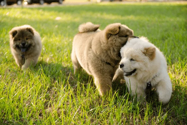 chow chow cachorros imagen