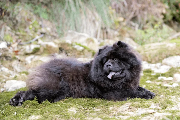 chow chow negro