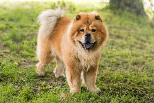 chow chow blanco y crema