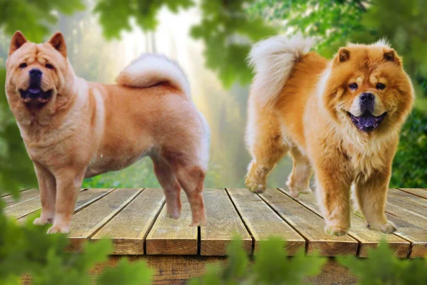 chow chow perro