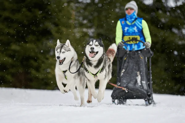 Mushing deporte perros