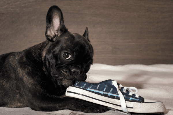 ansiedad por separacion en perros