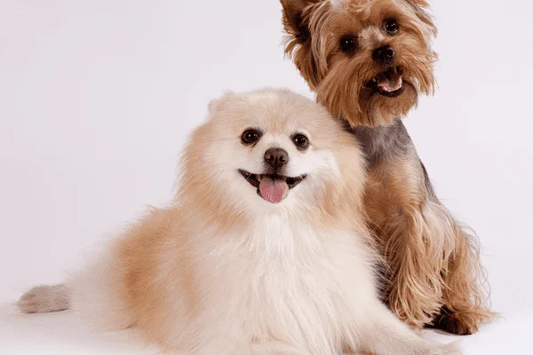 perritas pequeñas