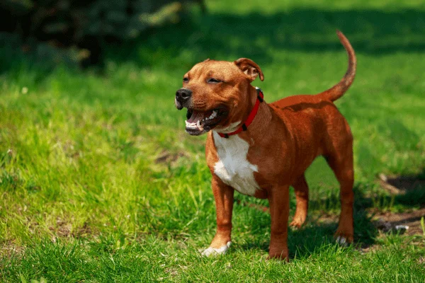 raza American pit bull