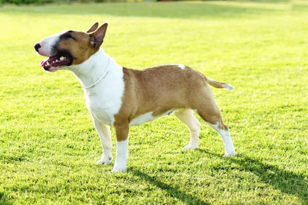 tipo de raza de perro American pitbull terrier
