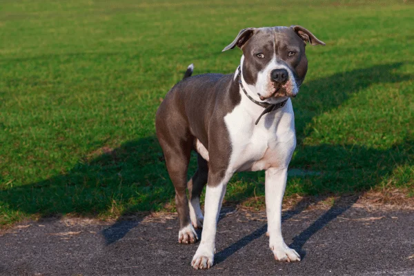 razas de perros american pit bull