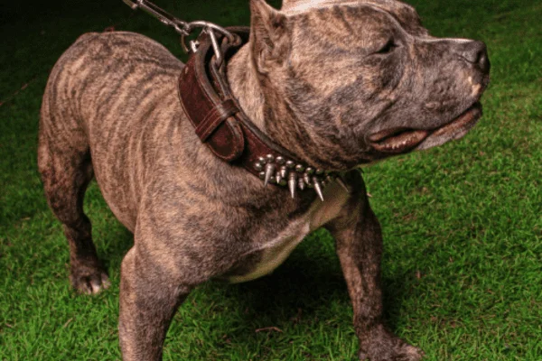 tipo de razas de perros Razor Edge Pit Bull
