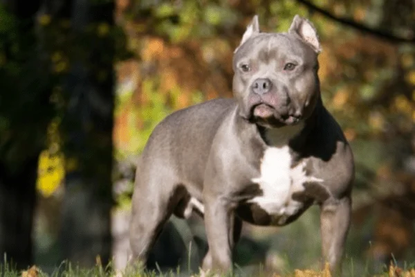 razas de perros pitbull Gator