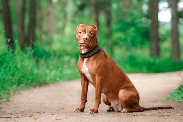 razas de perros pitbull Colby Pit Bull americano