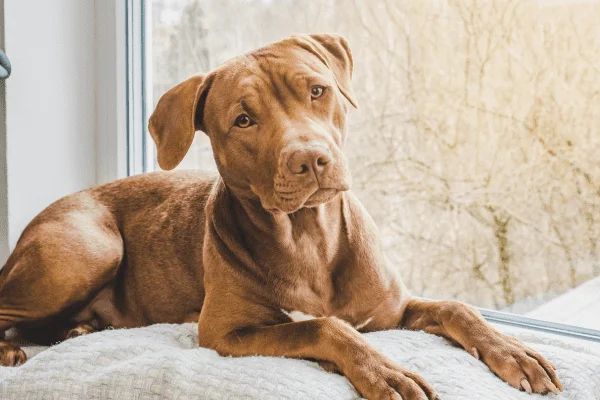 Red Nose Pit Bull