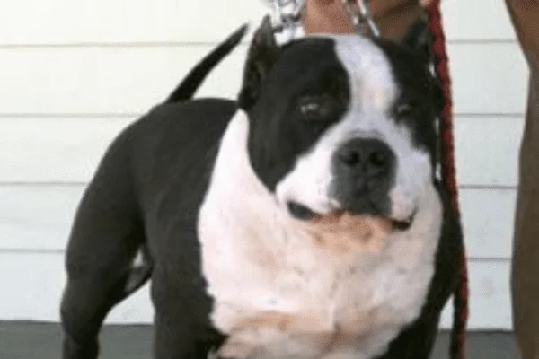 razas de perros pitbull Gotti Pit Bull