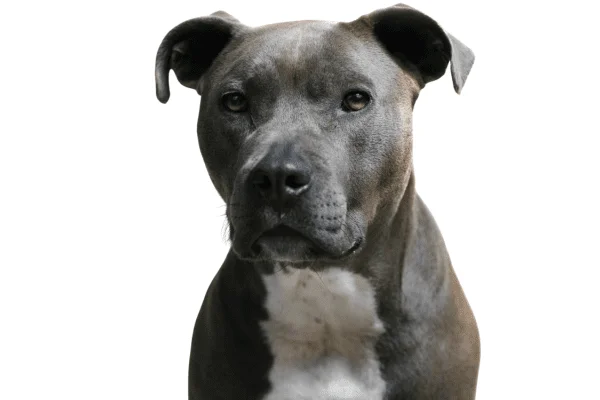 razas de perros pitbull blue nose pit bull