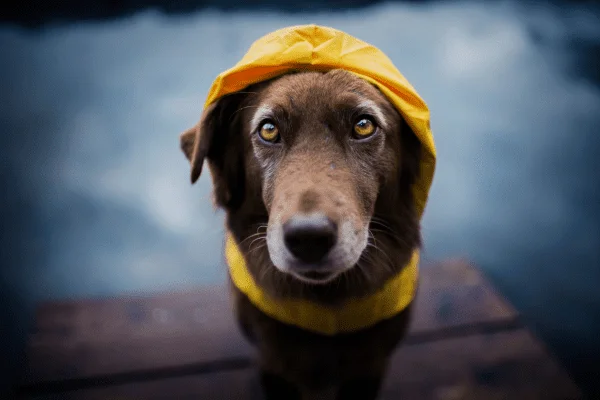 perro dia de lluvia