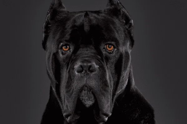 cane corso imagen