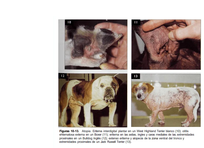 alergia en perros 