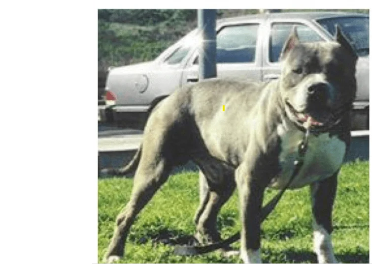 razas de perros pitbull Greyline Pit Bull terrier americano