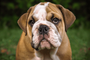 bulldog ingles perro braquicefalo