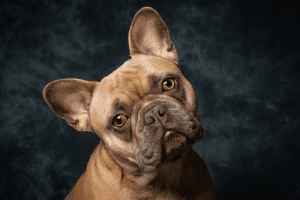 bulldog francés perro braquicéfalo