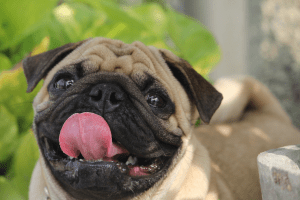 pug perro braquicefalo