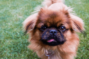 pequines perro braquicefalo