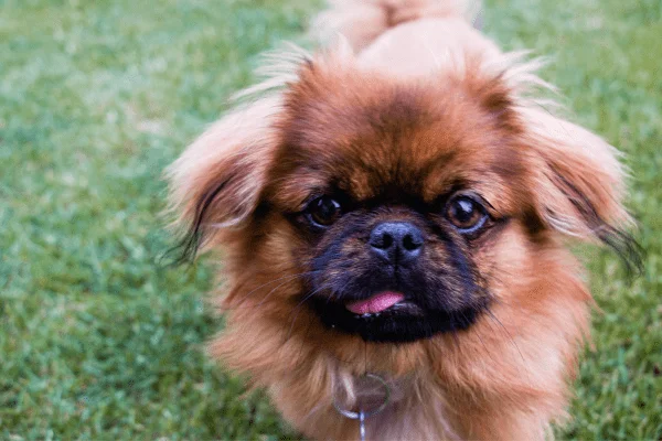 nombre para perros hembras raza pequines