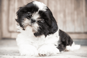 shih tzu perro braquicefalo