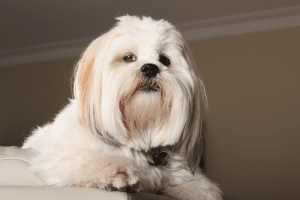 lhasa apso perro braquicefalo