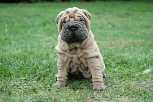 shar pei perro braquicefalo