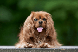 Cavalier King Charles Spaniel perro braquicefalos