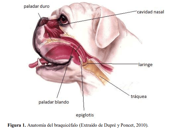 anatomia braquicefalo imagen