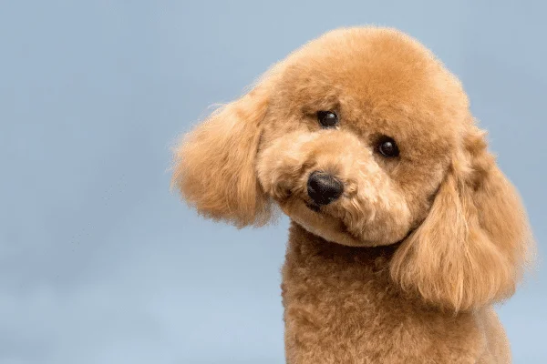 nombres para perros hembras caniche