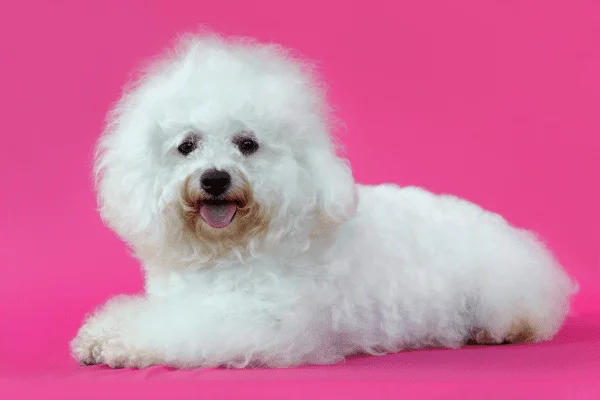 nombre para perros hembras bichón frise