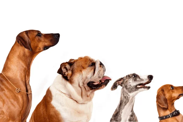 nombre de perros originales
