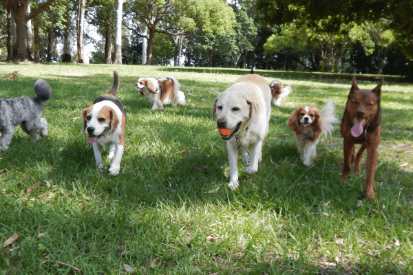 nombres de perros originales