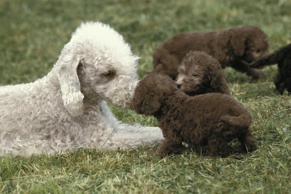 Bedlington Terrier