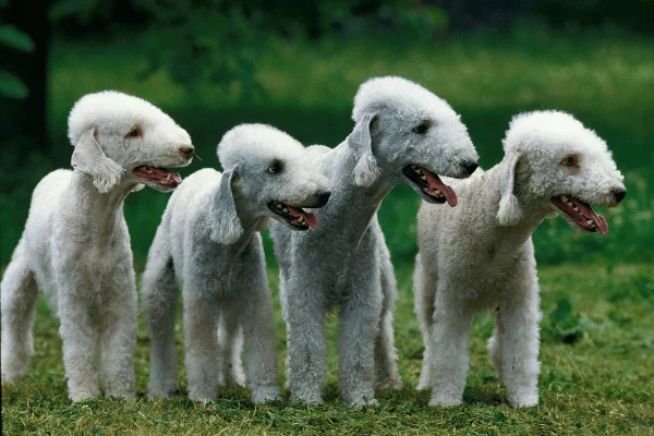 Bedlington Terrier imagen