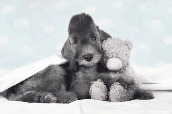 Bedlington Terrier