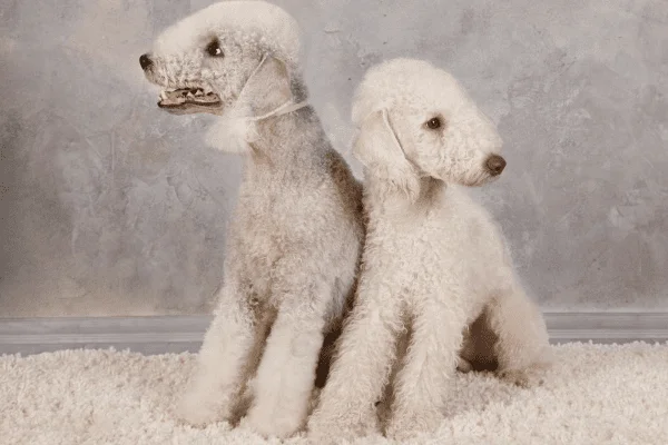 Bedlington Terrier