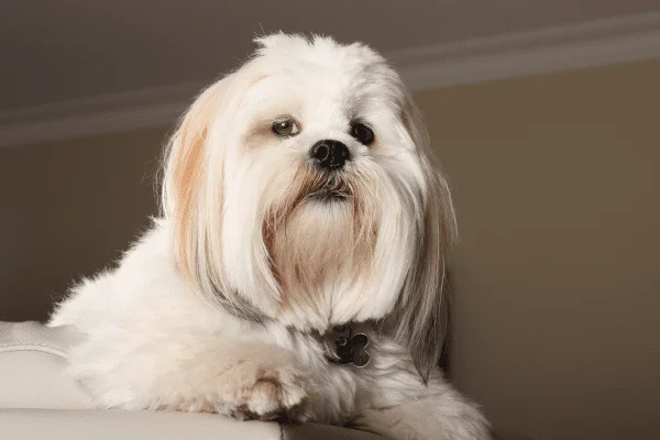 nombre para perros hembra raza lhasa apso