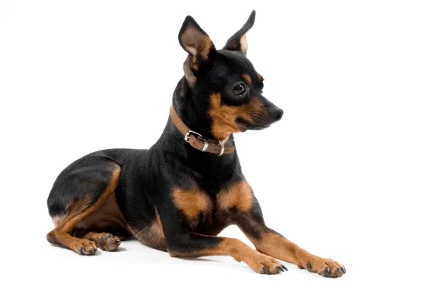 nombre para perros hembras pinscher miniatura